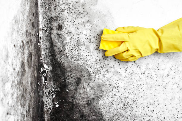 Reliable Ellicott City, MD Mold Removal Solutions