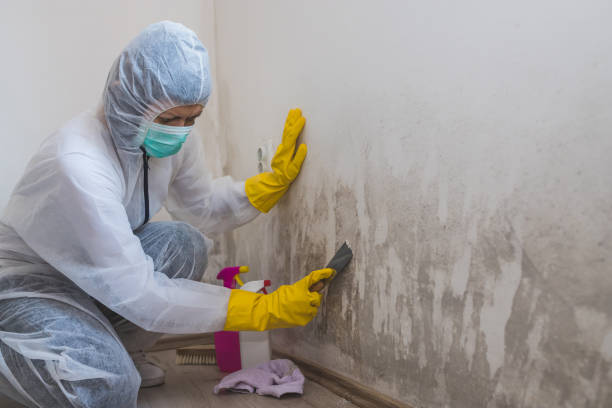 Best Mold Damage Repair  in Ellicott City, MD