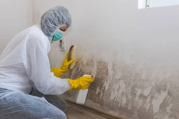 Mold Removal and Inspection in Ellicott City, MD