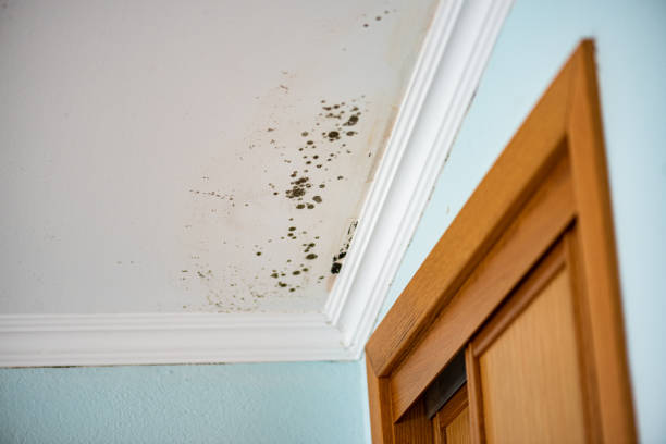 Best Mold Cleaning Services  in Ellicott City, MD