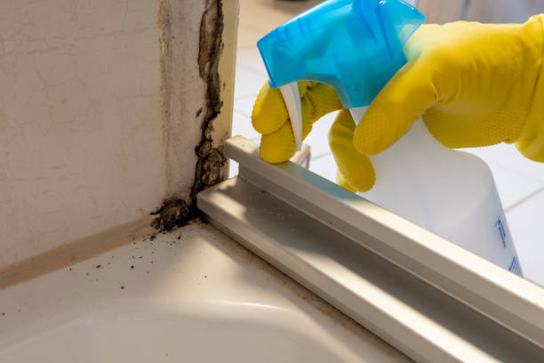 Best Local Mold Removal Service  in Ellicott City, MD