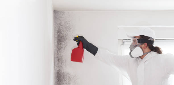 Best Mold Testing  in Ellicott City, MD