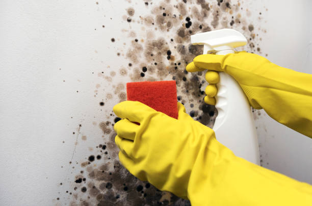 Best Mold Removal and Inspection  in Ellicott City, MD