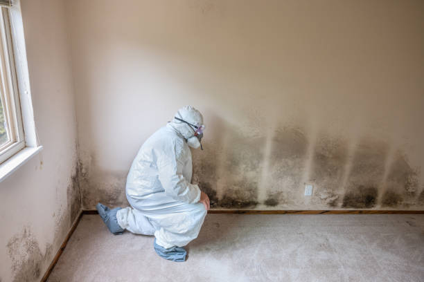 Home Mold Removal in Ellicott City, MD