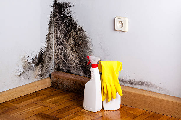 Best Home Mold Removal  in Ellicott City, MD